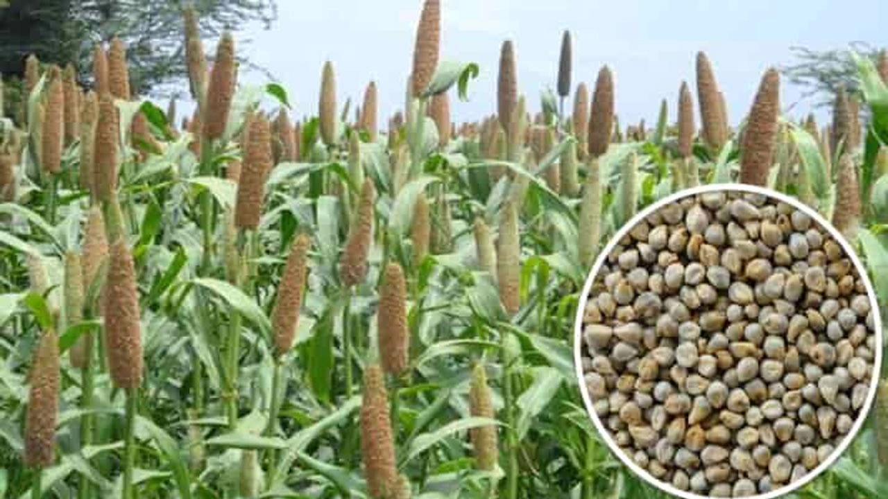 बाजरा और सेहत का है खास कनेक्शन, हड्डियों को मजबूती देने में कारगर