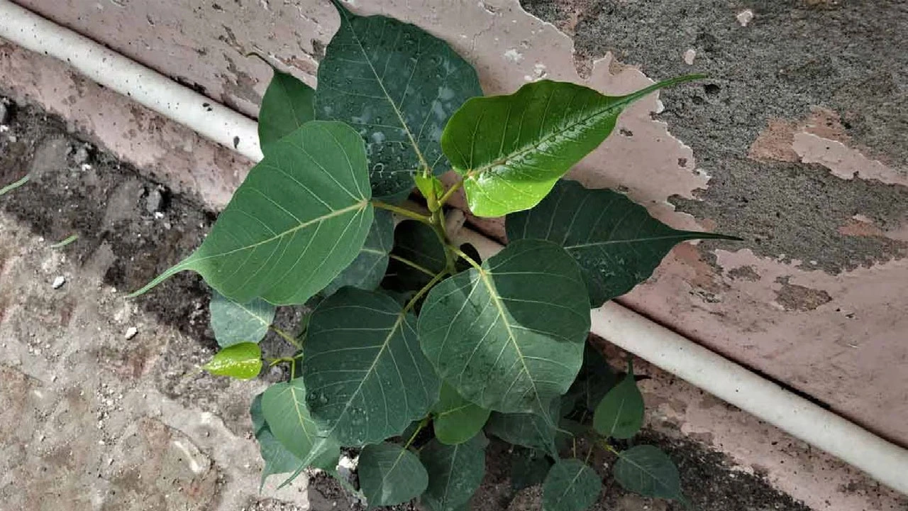 फाइल फोटो